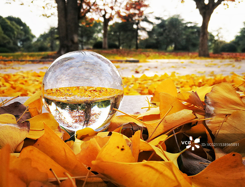 深秋的彩色树林与落叶图片素材