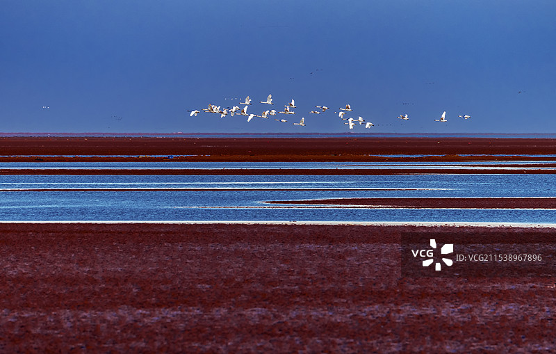 黄河入海口的天鹅图片素材