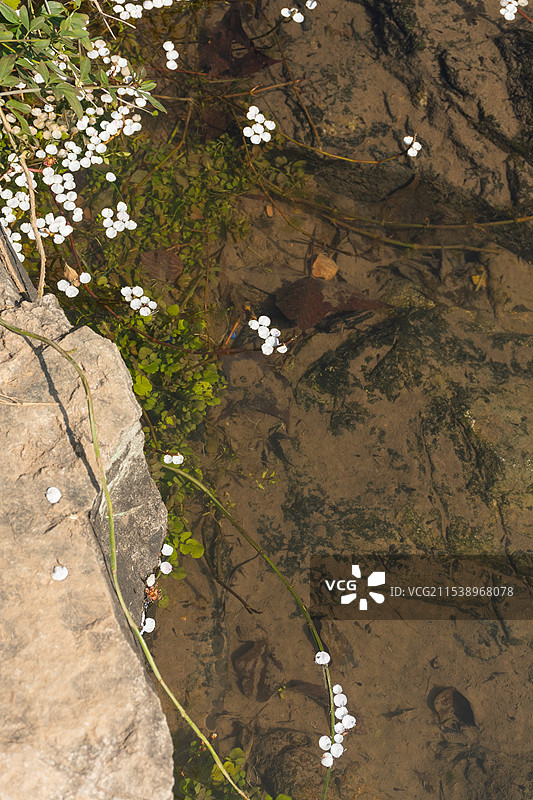 杭州植物园白梅花瓣落花流水图片素材