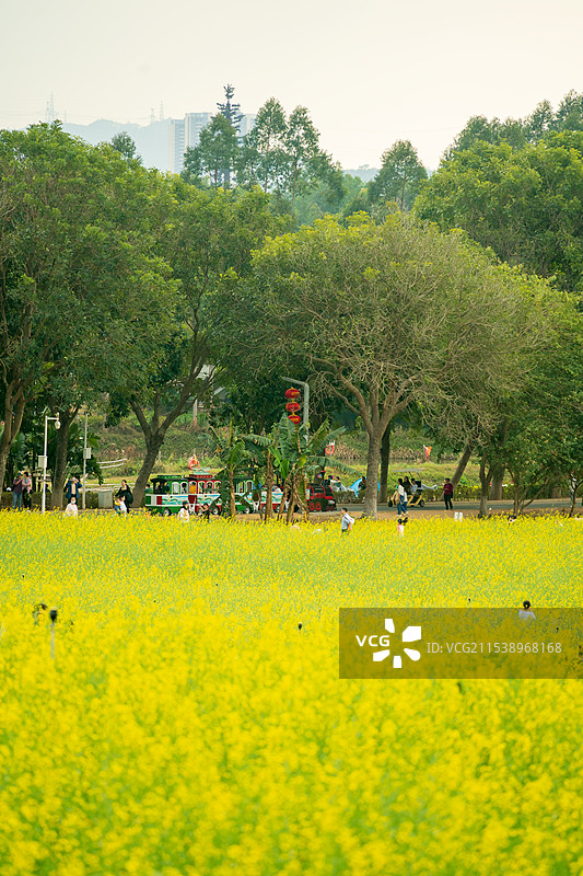 盛开的油菜花海图片素材