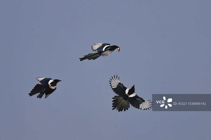三只喜鹊争夺捕食的田鼠图片素材