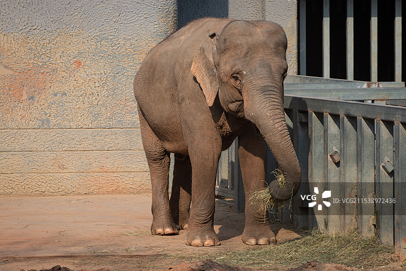 南京红山森林动物园雄性亚洲象图片素材