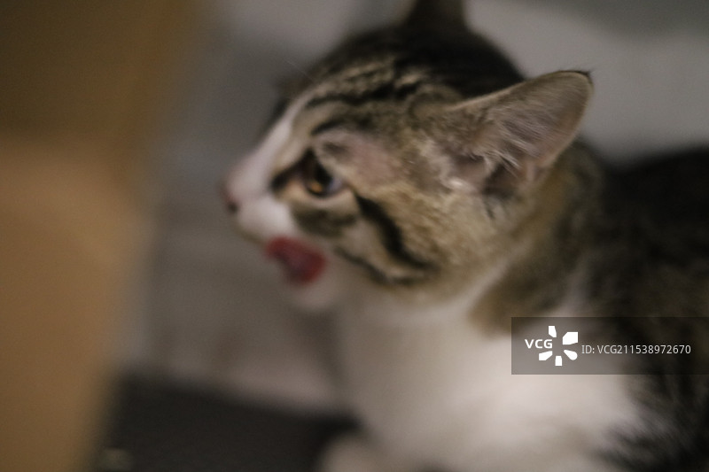 简州猫特写图片素材