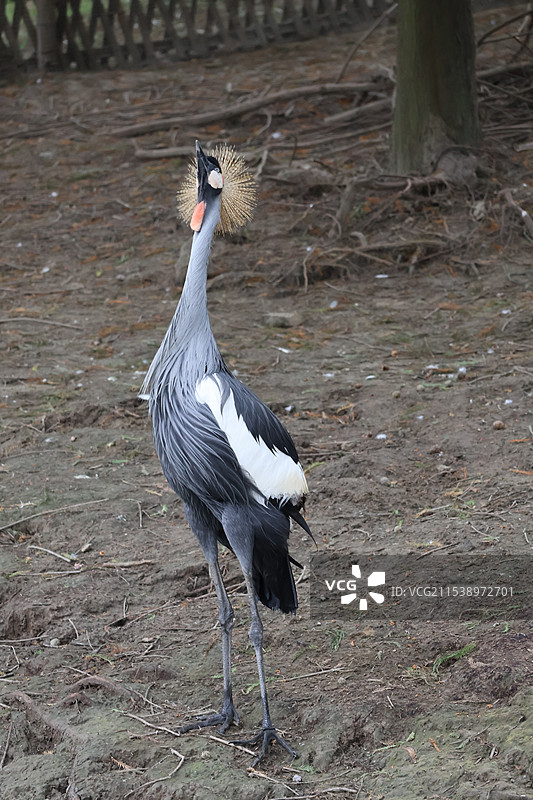 杭州湾湿地公园一只灰冠鹤图片素材