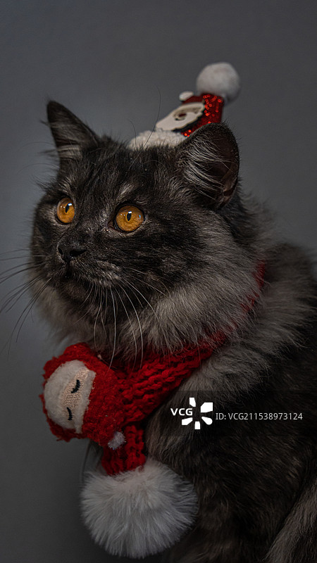 圣诞猫图片素材