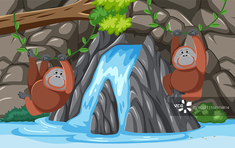 两只猩猩在宁静的瀑布旁放松。图片素材