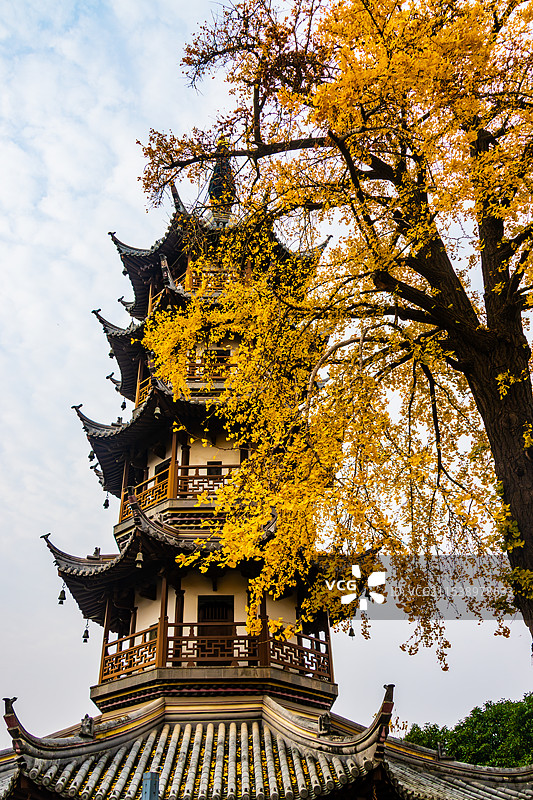 南通天宁寺光孝塔银杏图片素材