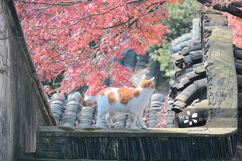 秋日枫叶与猫图片素材