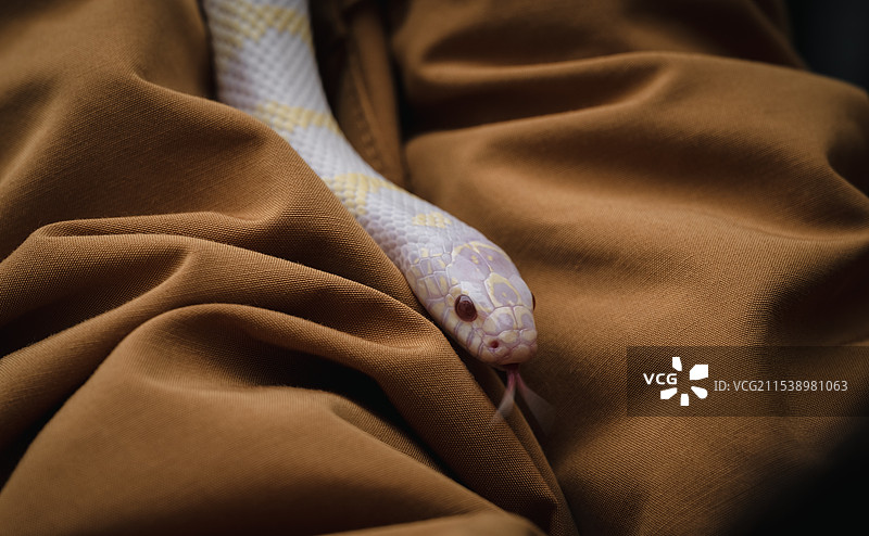 宠物蛇特写图片素材