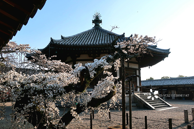 日本奈良县生驹郡斑鸠町，法隆寺的梦殿和初春的樱花图片素材