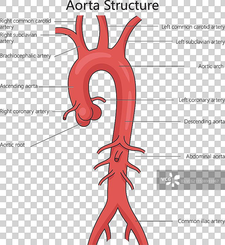 人类主动脉结构图 医学科学图片素材