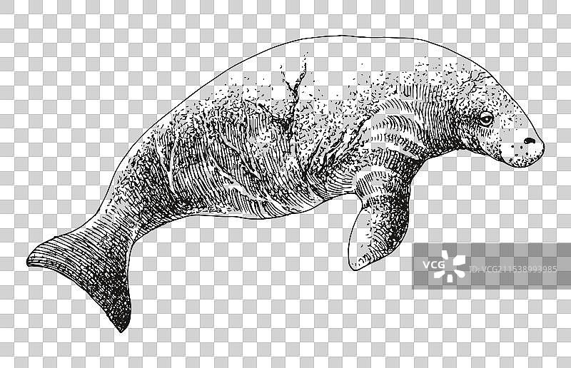 斯特勒海牛灭绝动物素描图片素材