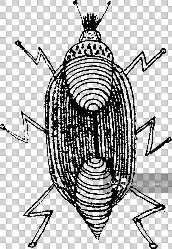 手绘虫子草图图片素材