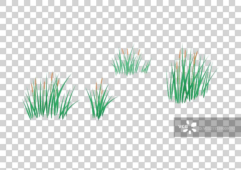 植物菖蒲插画元素图片素材