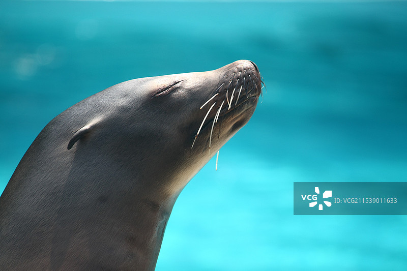 闭目沉思的海狮图片素材
