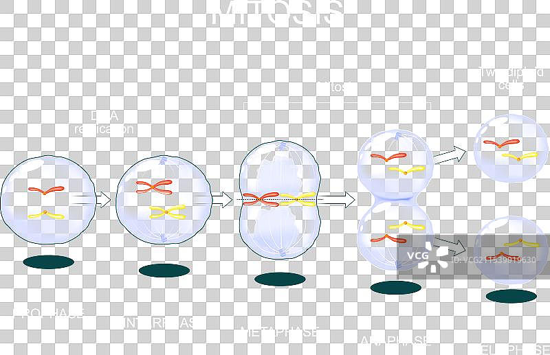 有丝分裂细胞分裂图片素材
