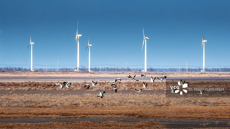 飞鹤与风力发电塔--江苏盐城黄海滩涂湿地、大丰麋鹿国家级自然保护区风光图片素材