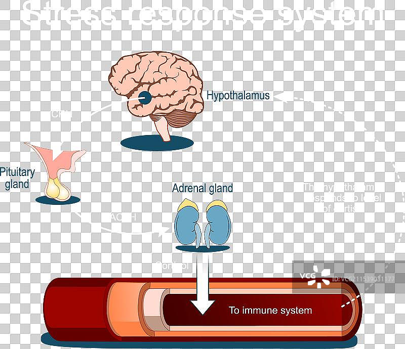 压力反应系统和压力激素图片素材