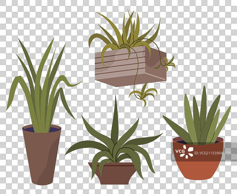 花盆中的花卉布置让环境更加明亮图片素材