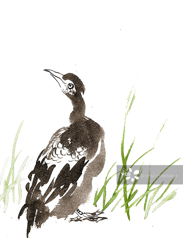 草地上的鸬鹚图片素材