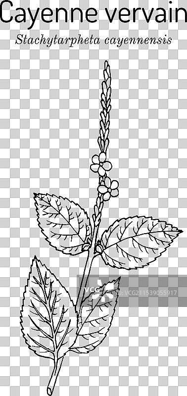 辣椒蛇草或假马鞭草（Stachytarpheta）图片素材