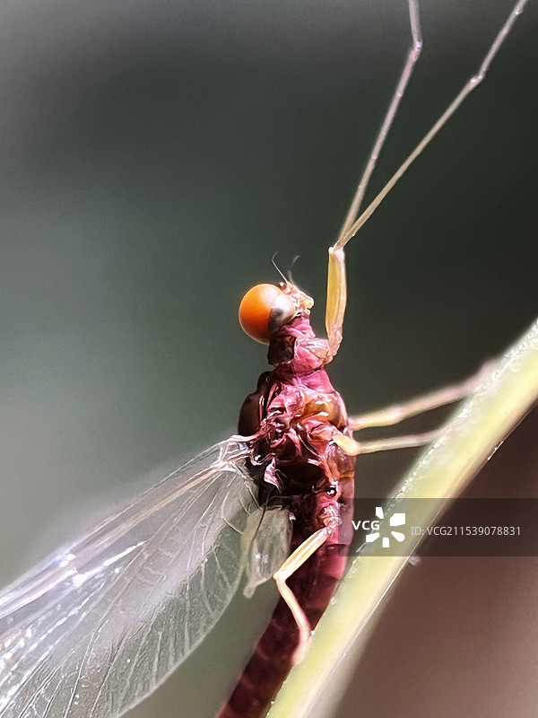 向往天空图片素材