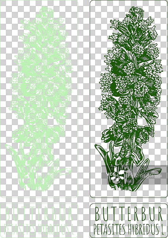 手绘的蒲公英插图图片素材