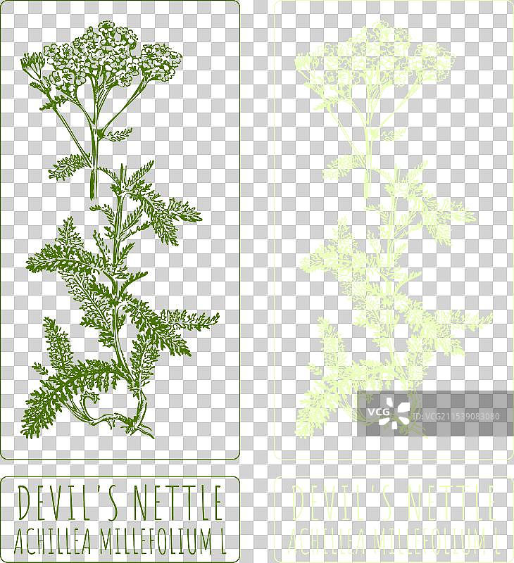 手绘的魔鬼荨麻图画图片素材