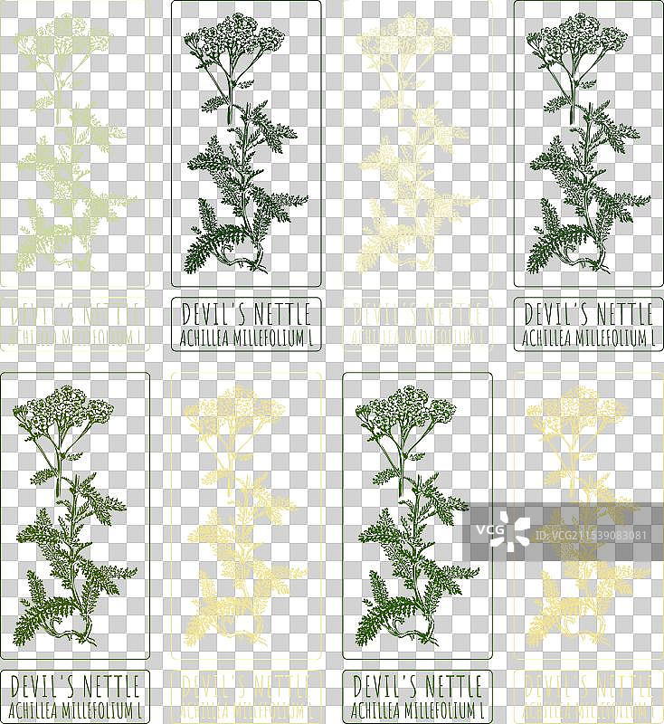 不同风格的魔鬼荨麻绘画集图片素材