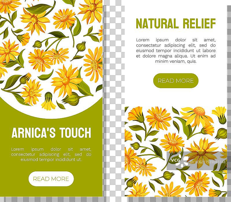 草本植物阿尔尼卡的自然横幅设计与草地图片素材