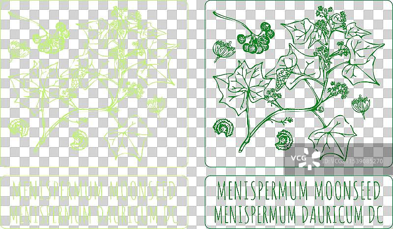 手绘的月子参图案图片素材