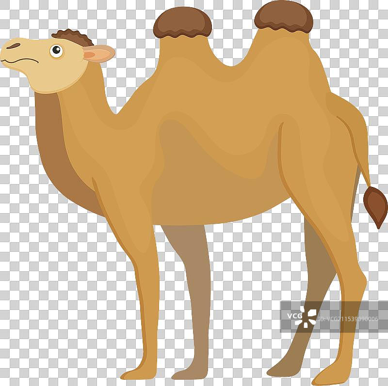 可爱的异国情调棕色骆驼卡通动物图片素材