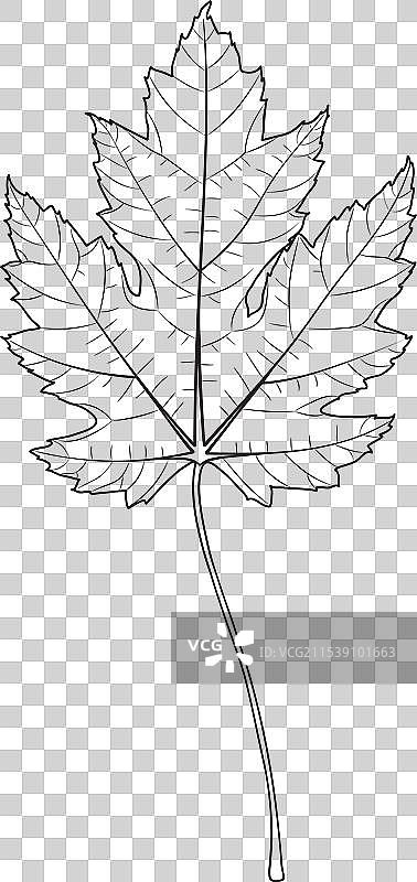 银枫树叶轮廓剪影图片素材