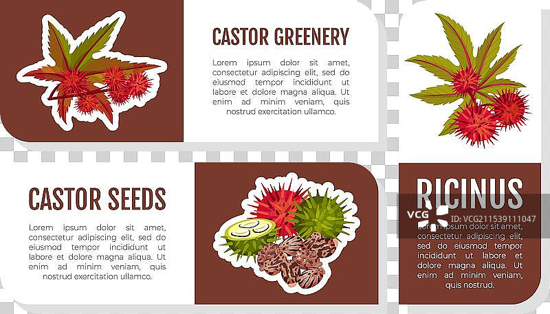 蓖麻植物标签设计，带有叶子和图片素材