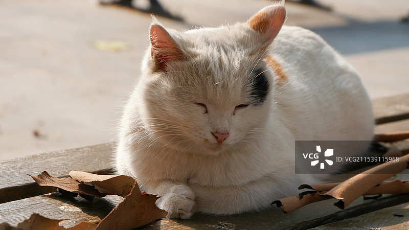 大学校园里碰见的抱着前爪眯眼晒太阳的慵懒小猫图片素材