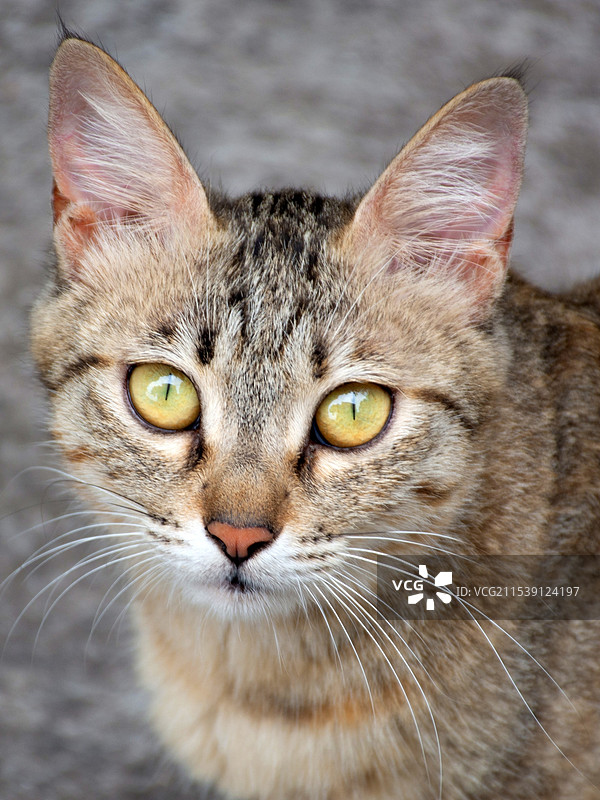 猫的特写肖像图片素材