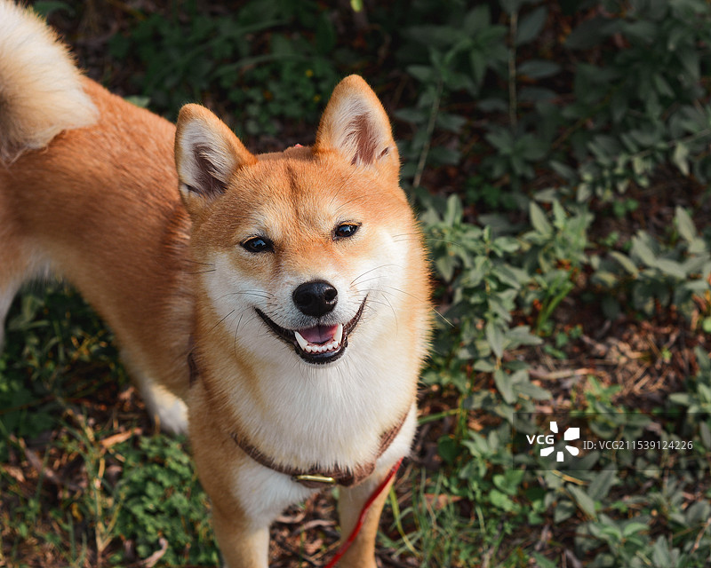开心的柴犬图片素材