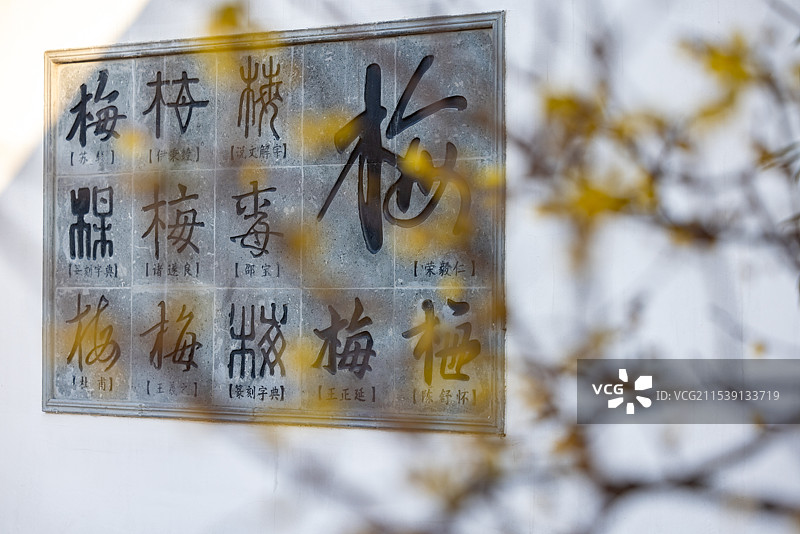 无锡荣氏梅园盛开的腊梅花图片素材