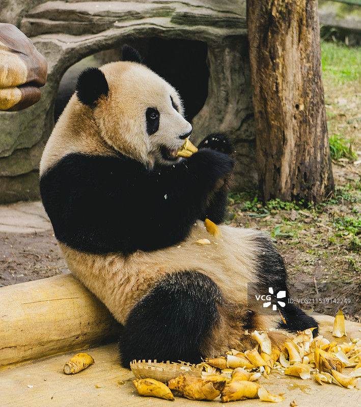 重庆动物园图片素材