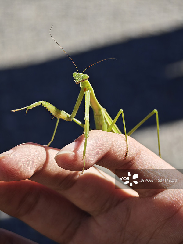 螳螂图片素材