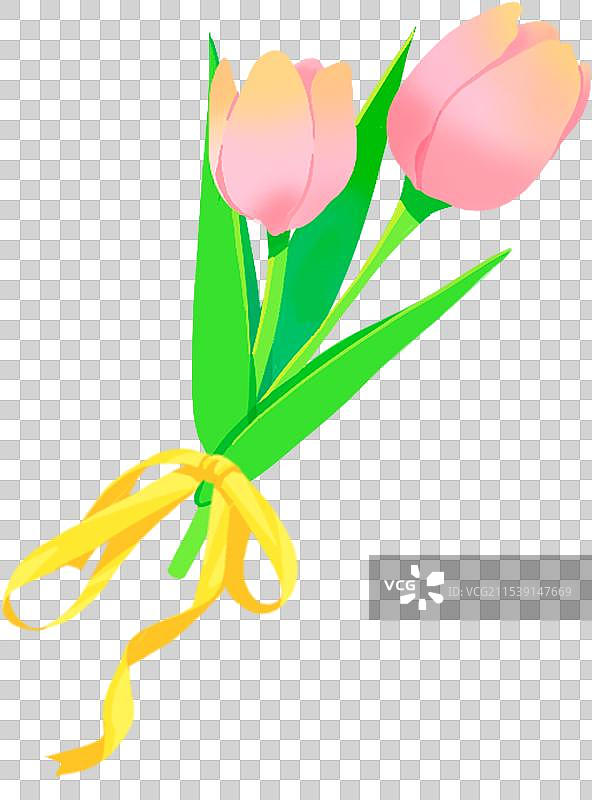 郁金香 节日 花图片素材