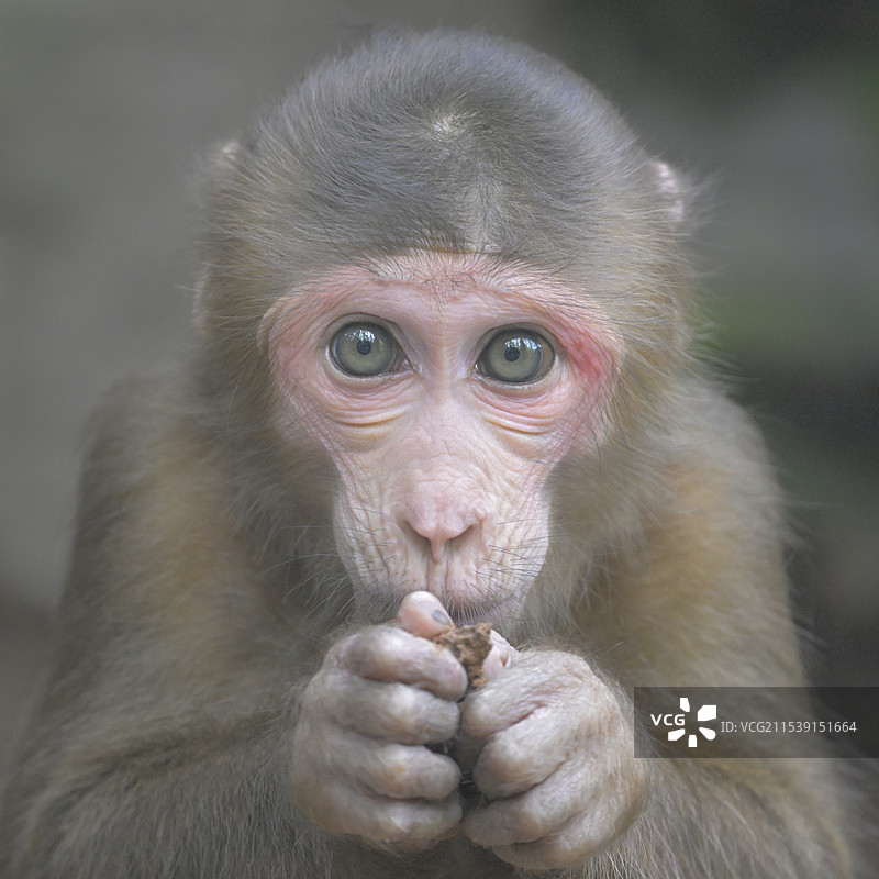 小猴肖像(红面猴短尾猴)图片素材