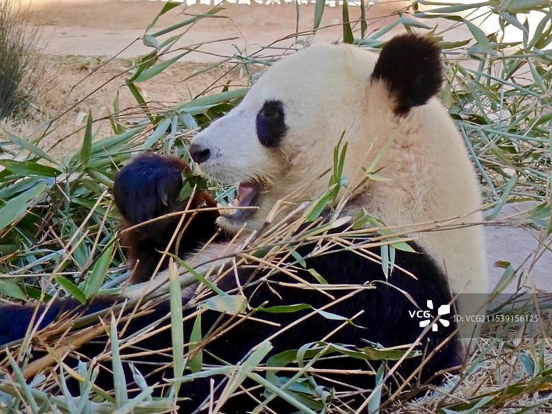 佛坪熊猫基地-吃播佳佳图片素材
