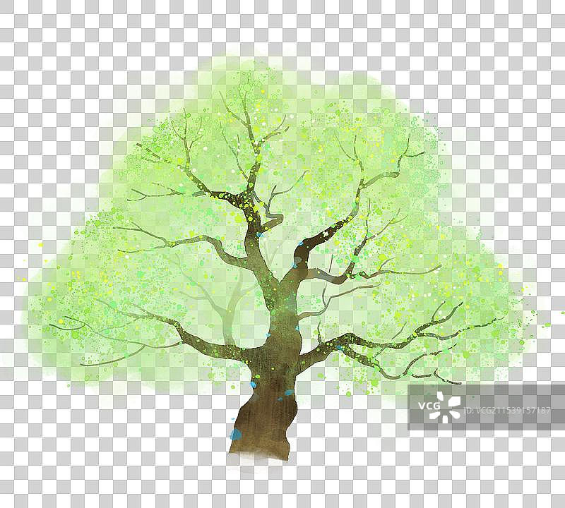 早春的一棵大树图片素材