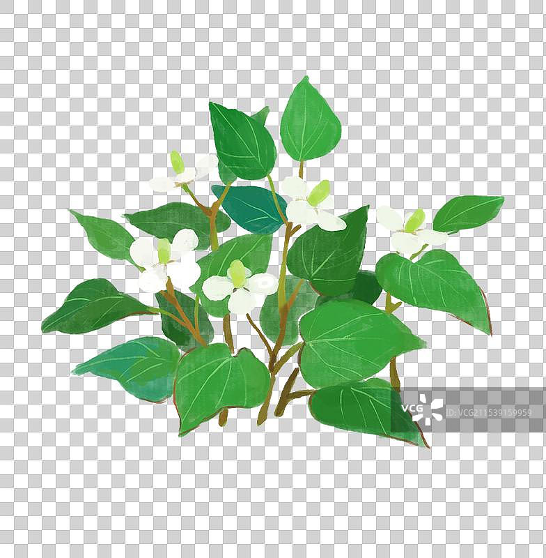 一丛鱼腥草图片素材