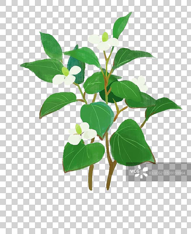 一丛鱼腥草图片素材