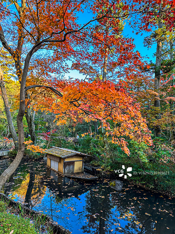 日本 东京 根津美术馆 园林庭园 秋天红叶图片素材
