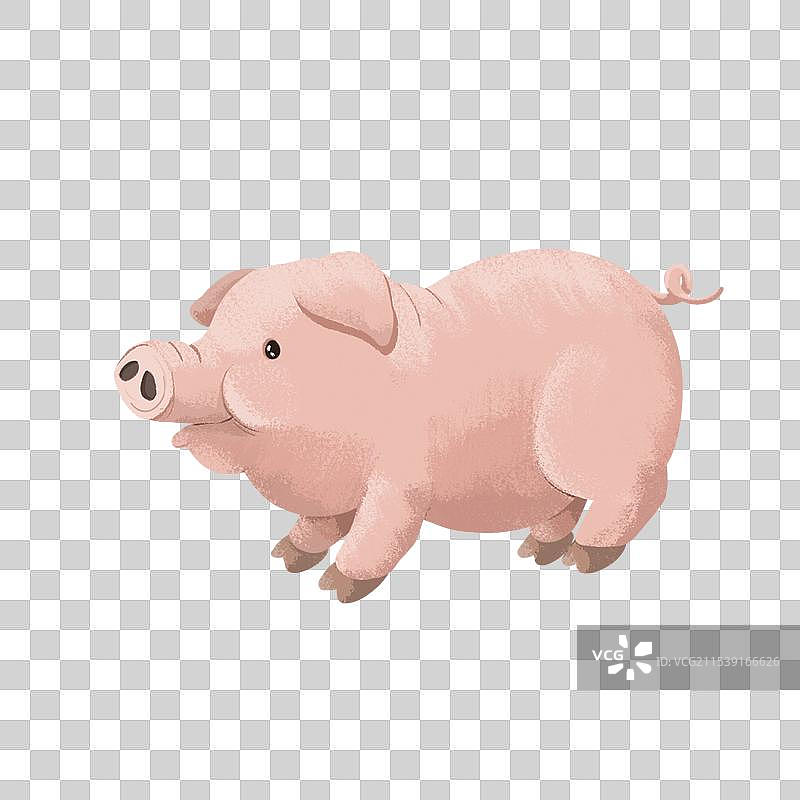 猪图片素材