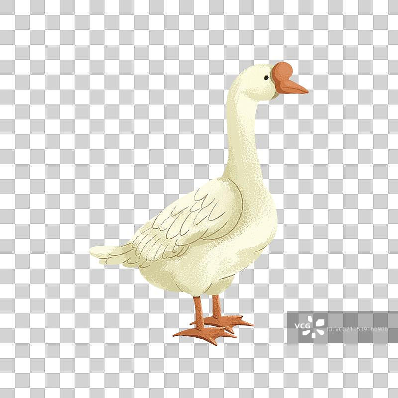 大白鹅图片素材