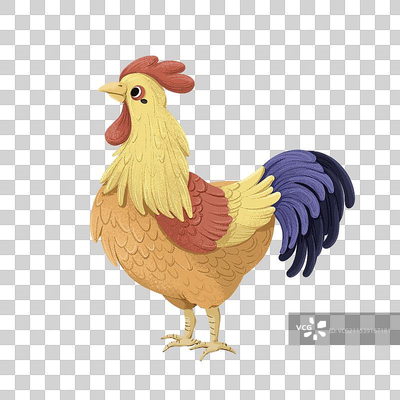 大公鸡图片素材